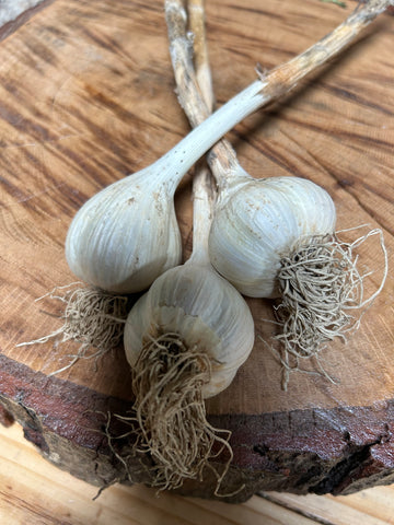 Produce, Cecil Creek Farm, Garlic, 1 bunch