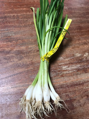 Produce, Cecil Creek Farm Organic SCALLIONS, 1 Bunch